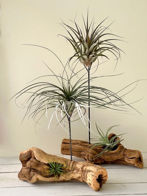 Tillandsia Cristi galli Air Plant – Succulent Artworks Air Plant Stand, How To Display Air Plants, Airplant Care, Diy Air Plant Holder, Air Plant Display Ideas, Air Plant Art, Warm Bedroom Colors, Air Plants Diy, Air Plant Garden