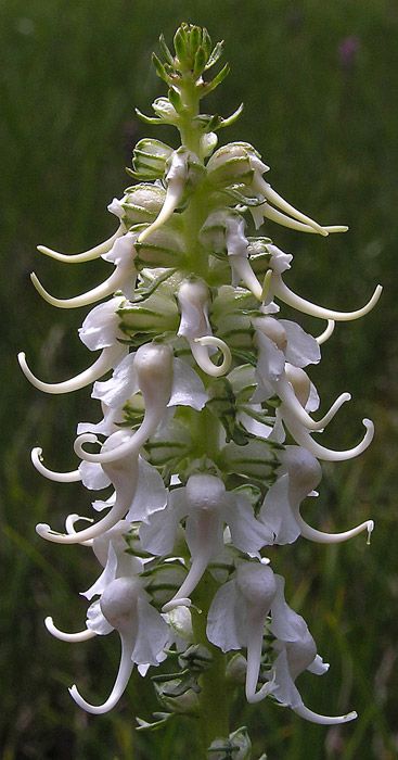 Colorado Native Flowers, Titan Arum, Colorado Wildflowers, Southwest Colorado, White Egret, Native Flowers, Medicinal Herbs, Medicinal Plants, The Plant