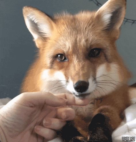 Post GIF in board: 251920241595299394 Fox Gif, Bored Dog, Fox Pictures, Pet Fox, Fox Art, Cute Fox, Red Fox, Animal Gifs, Daily Dose