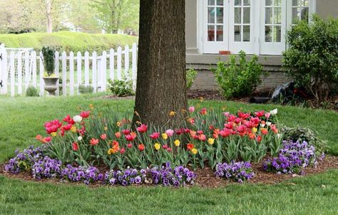 Bulbs planted around a tree. Bulbs Around Trees, Front Yard Landscaping Bulbs, Tulips Around Mailbox Ideas, Bulb Bed Ideas, Flowers Around A Tree, Where To Plant Tulips In Front Yard, Around A Tree Landscaping, Garden Around A Tree, Tree Flower Bed