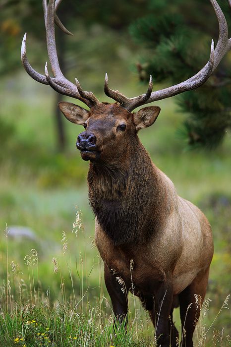 Bull Elk, WY Elk Pictures, Rocky Mountain National Park Colorado, Bull Elk, Deer Family, Elk Hunting, Mule Deer, Manx, Animal Games, Rocky Mountain National Park