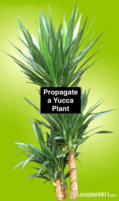 Yucca Plant Propagation, Yucca Plant Indoor, Plant Rescue, Yukka Plant, Yucca Plant Care, Planting Party, Dry Gardens, Yucca Filamentosa, Houseplant Collection