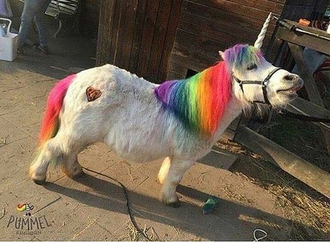 Photo | #Unicorns look how haPPY IT IS TO BE A UNICORN | Explosive Rainbows | Flickr Unicorn Life, Real Unicorn, Horse Costumes, Unicorn Pictures, Unicorns And Mermaids, Baby Unicorn, Cute Horses, Cute Unicorn, Horse Love