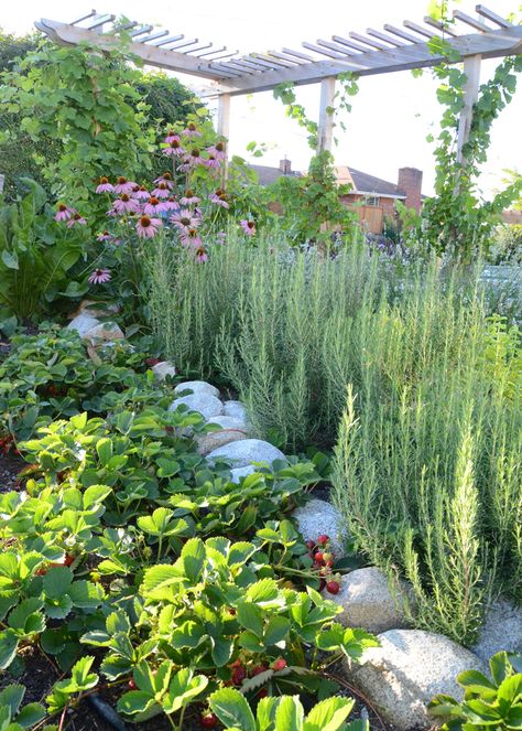 Vegetable Garden Design, Herb Garden Design, Dream House Garden, Garden Stairs, Potager Garden, Permaculture Gardening, Edible Landscaping, Have Inspiration, Veg Garden