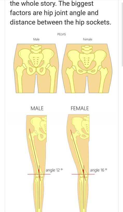 Between Male and female bones. Forensic anthropology 2 Males 1 Female, Female Bone Structure, Male Pelvis Anatomy, Hand Bones Drawing Sketch, Male Hips Reference, Male Pelvis, Pelvis Bone, Pelvis Anatomy, Hip Anatomy