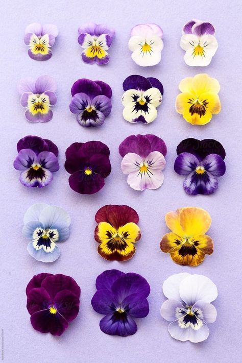 Pansy Tattoo, Art Coquillage, Pansy Flower, Purple Pansy, Pansies Flowers, Purple And Yellow, Deco Floral, Clay Flowers, Sugar Flowers