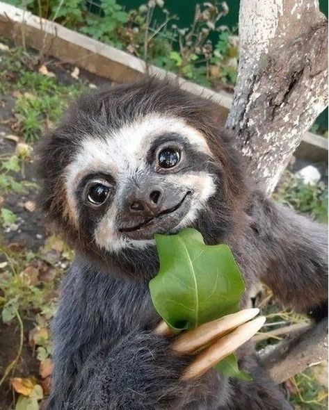 @slothscommunity shared a photo on Instagram: “Nature is full of beautiful animals. Love it. ===========… in 2022 | Cute baby sloths, Animals beautiful, Cute animals images Animals, Nature, Baby Sloth, Wallpaper Animals, Animals Tattoo, Tattoo Nature, Aesthetic Images, Nature Aesthetic, Sloth