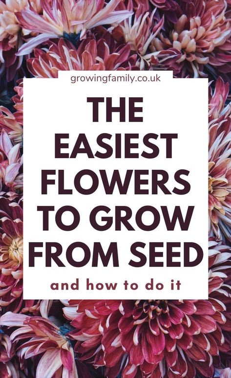 Need help growing flowers from seed? This flower gardening for beginners guide covers 12 easy flowers to grow from seed plus planting tips. #growingfamily #gardeningtips How To Plant Flower Seeds, How To Grow Flowers, Easy Seeds To Grow, Growing Flowers From Seeds, Easy Flowers To Grow, Planting Flowers From Seeds, Flowers From Seed, Fast Growing Flowers, Easy To Grow Flowers