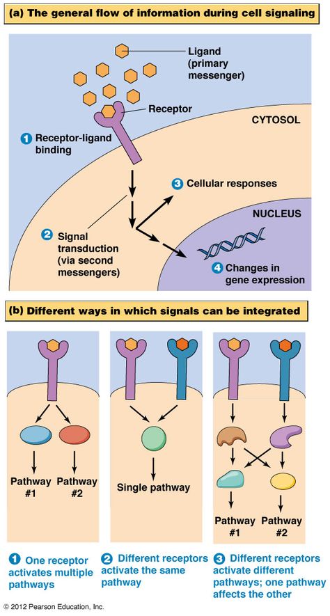 TJ. Signal transduction (also known as cell signaling) is the transmission of molecular signals from a cell's exterior to its interior. Signals received by cells must be transmitted effectively into the cell to ensure an appropriate response. This step is initiated by cell-surface Cell Signaling, Biology Drawing, Signal Transduction, Studying Medicine, Chemistry Education, Basic Anatomy And Physiology, Study Biology, Biology Classroom, Biology Facts