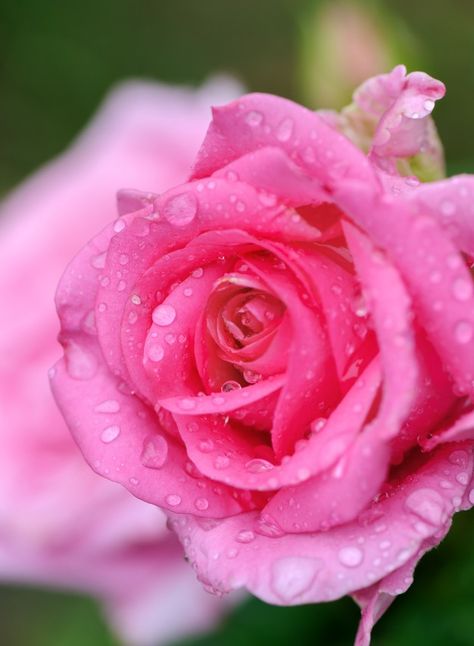 Flower With Water Drops, Rose With Water Drops, Rose Background, Beautiful Pink Roses, Beautiful Red Roses, Perspective Art, Pink Rose Flower, Orange Roses, Floral Abstract