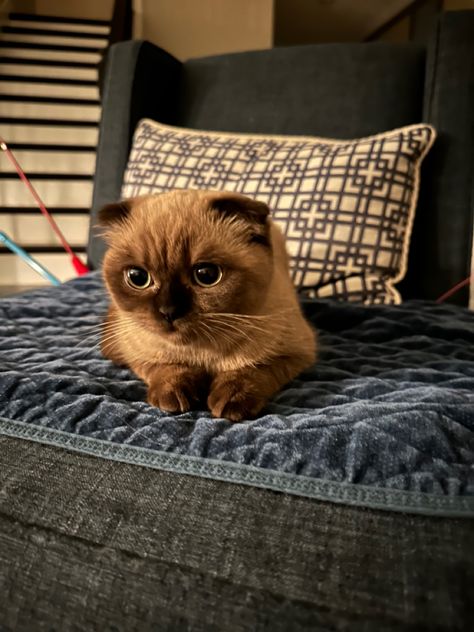 small folded ear cat brown cute baby Brown Scottish Fold, Folded Ear Cat, Scottish Fold Kitten, Cat Brown, Scottish Fold Kittens, Warrior Cat Ocs, Brown Cat, Star Crossed, Scottish Fold