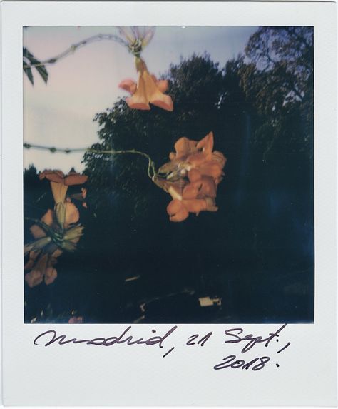 Fall Polaroid Aesthetic, Flower Film Photography, Polaroid Header, Polaroid Pictures Photography, Analog Theme, Flower Film, Polaroid Photography, Viggo Mortensen, Moon Clouds