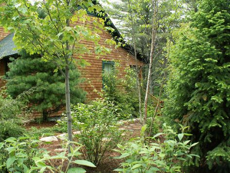 Wooded Backyard Landscape, Cabin Landscaping, Lake Landscaping, Rustic Landscaping, Natural Landscaping, Rustic Backyard, Wooded Landscaping, Privacy Landscaping, Front Landscaping