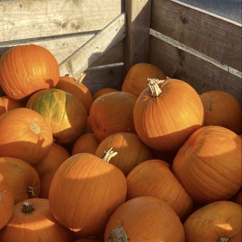 Aesthetic Pumpkin Patch, Fall Aesthetic Pumpkin, Fall Widgets, Aesthetic Pumpkin, Light Fall, Gilmore Girls Seasons, Fall Mood Board, Fall Semester, Fall Is Coming