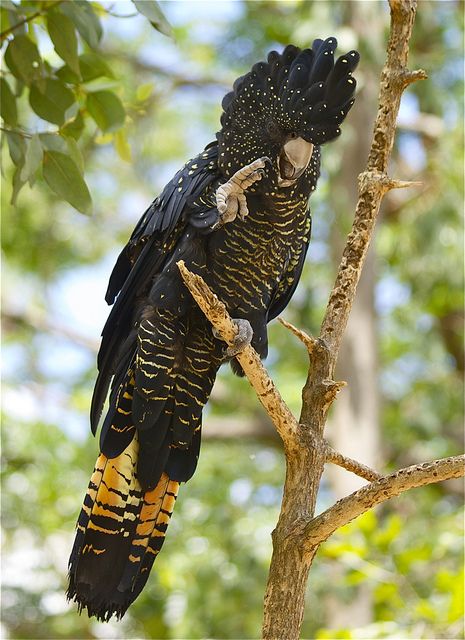 Red Tailed Black Cockatoo, Black Cockatoo, Best Cameras, One Million Dollars, Australian Wildlife, Australian Birds, Australian Animals, Exotic Birds, Pretty Birds