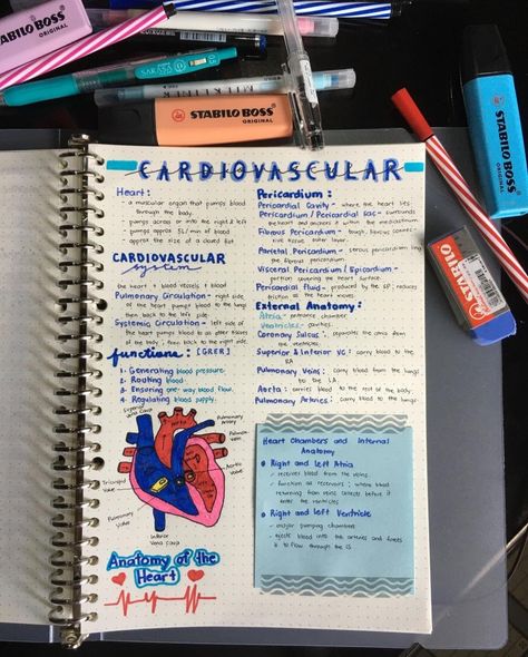 A brief summary of Cardiovascular System The Cardiovascular System, Sonography Notes Ultrasound, Ultrasound Technician Notes, Cardiovascular Sonography Student, Cardiovascular System Notes Aesthetic, Diagnostic Medical Sonography Student Notes, Sonography Student Notes, Cardiovascular Technologist Aesthetic, Cardiovascular System Notes Nursing