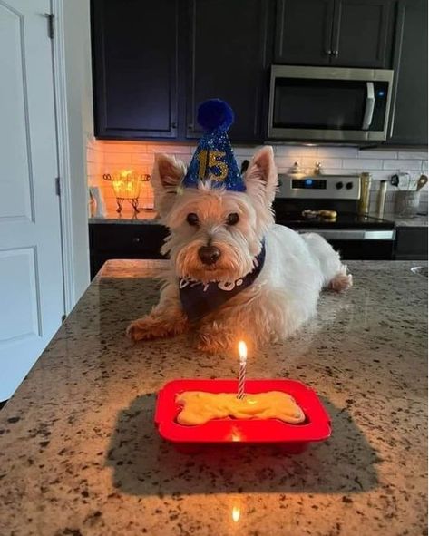 Follow @i.just.love.westies ❤️ for more Today is my birthday hope I get some love here 💕 📸 @white_bandits (Dm for credit or removal / All rights® are reserved & belong to their respective owners) . 🛂 Follow Us: @i.just.love.westies . . . #westieoftheday #westie #whwt #westitude #westielovers #westielover #westiegram #westiepuppy #westieofinstagram #westiedog #westiesofinstagram #westiesofig #westiemoments #westielife #westietude #westielove #westhighlandwhiteterrier #westhighlandterrier #wes... Westie Aesthetic, Big Fluffy Dogs, Westie Puppies, Highland Terrier, Cute Animals Puppies, Westie Dogs, Animals Pictures, Today Is My Birthday, Baby Animals Pictures