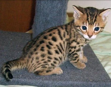 A Cute Gallery of Toyger Kittens Bangel Cats Kittens, Black Bengal Cat, Toyger Kitten, Ragamuffin Kittens, Bengal Cat Kitten, Toyger Cat, Cutest Kittens Ever, Burmese Cat, Small Kittens