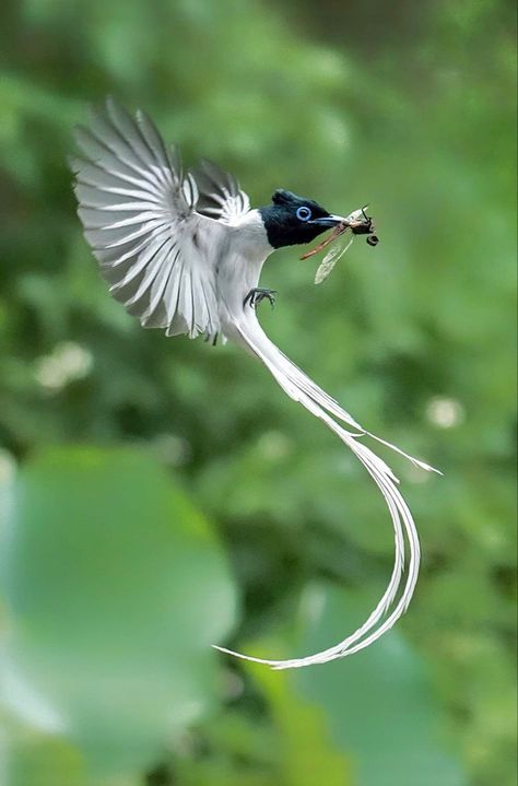 Pretty Birds Flying, Cool Birds, Paradise Flycatcher, Animal Study, Interesting Animals, About Animals, Pretty Animals, Pretty Birds, Weird Animals