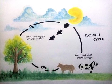 Oxygen Cycle Project, Carbon Cycle Drawing, Carbon Dioxide Cycle, Cycle Drawing, Oxygen Plant, Science Drawing, Carbon Cycle, Green Chemistry, Carbon Dioxide