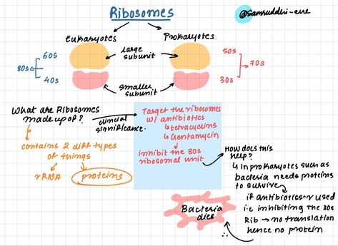 Ribosomes Notes, Emt Basic, Med Notes, Bio Notes, Notes School, Ipad Notes, Cell Organelles, Digital Notes, Nursing School Survival