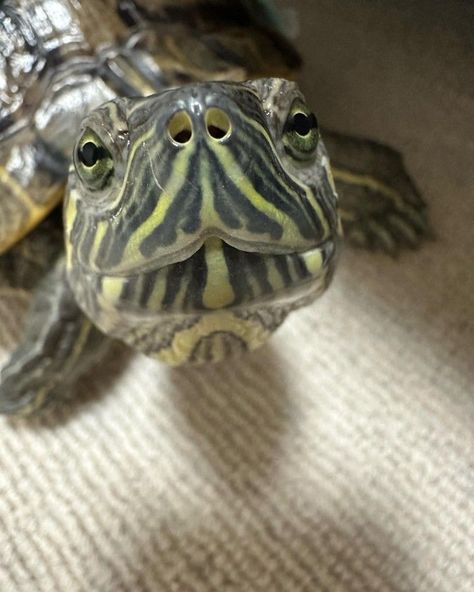 Pet Tortoise Aesthetic, Pet Turtle Aesthetic, Turtle Cage, Turtle Pictures, Spotted Turtle, Sea Turtle Pictures, Turtle Care, Red Eared Slider, Pet Turtle