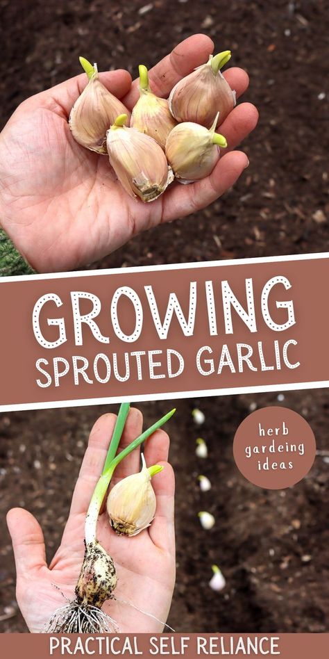 a hand holding sprouting garlic and planting sprouting garlic in the spring garden Growing Garlic From Cloves, Regrow Garlic, Spring Gardening Ideas, When To Plant Garlic, Spring Meaning, Garlic Planting, Garlic Sprouts, Garlic Garden, Garlic Growing