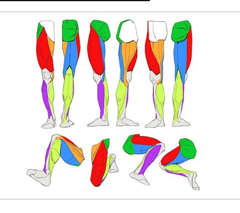 Muscular Leg Drawing, Muscular Legs Reference Drawing, Thigh Muscles Reference, Legs Muscles Anatomy, Leg Muscles Reference, Legs Anatomy Drawing, Lower Body Anatomy, Male Legs Reference, Leg Anatomy Reference