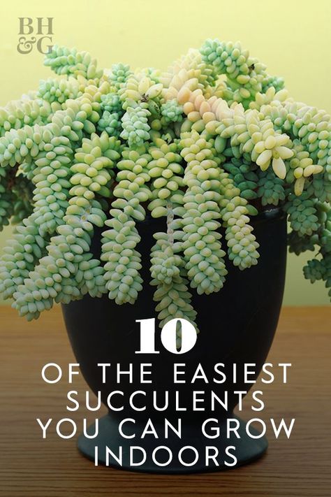 Succulents have become super popular over the last few years, and for good reason. There are hundreds of unique varieties and just about anyone can grow them, beginners included.  #gardening #gardenideas #succulentgarden #succulenttips #bhg Sitting On A Ledge, Succulent Outdoor, Types Of Succulents Plants, Indoor Succulents, How To Water Succulents, Succulent Garden Indoor, Succulent Garden Design, Plant Care Houseplant, Succulent Garden Diy