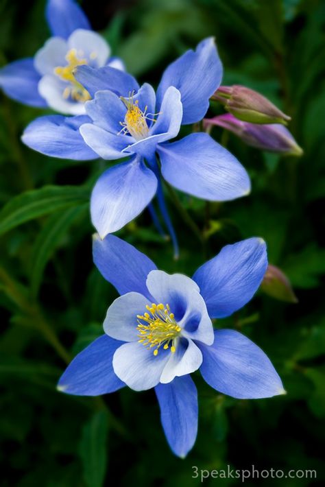 Colorado Blue Columbine Tattoo, Columbine Flower Tattoo, Aquilegia Caerulea, Colorado State Flower, Columbine Flower, Virtual Flowers, Blue Garden, Lucky You, Michael J