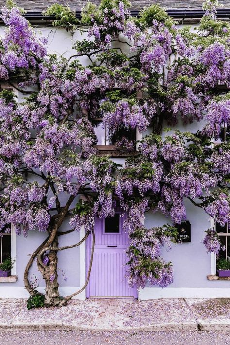 30 of the most beautiful plant-covered buildings we’ve ever seen – Vogue Australia Purple Door, Beautiful Doors, Dream Garden, Wisteria, Beautiful World, Beautiful Gardens, A House, Purple Flowers, Beautiful Homes