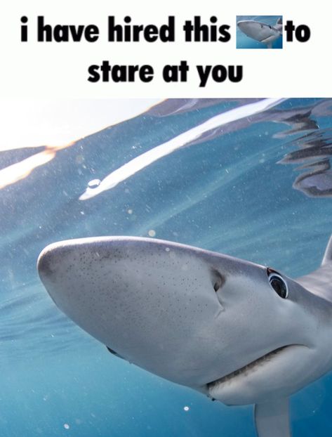 Funny Sharks Pics, Cute Shark Pfp Real, There Are Many Benefits To Being A Marine Biologist, Sharks Being Cute, Shark Pc Wallpaper, Cute Shark Picture, Silly Shark Pfp, Matching Shark Pfps, Sharks Cute