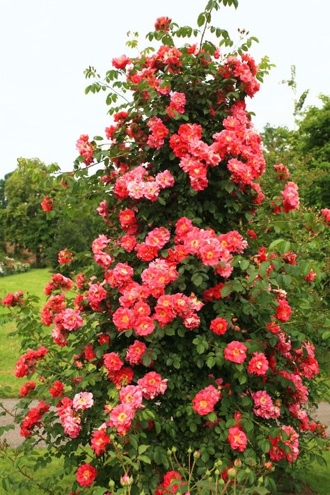 How to Grow Climbing Roses in a Small Space Garden | Architectural Digest Climbing Roses For Shade, Pruning Climbing Roses, Climbing Garden, New Dawn Climbing Rose, Climbing Roses Trellis, Red Climbing Roses, Wedding Cottage, Rose Plant Care, Rose Gardening