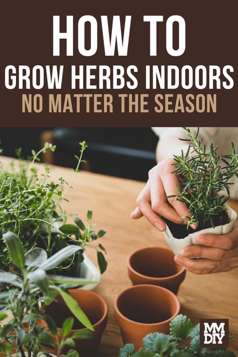 Grow Herbs Indoors, Herbs Medicine, Home Projects Diy, How To Grow Herbs, Grid Ideas, Growing Herbs Indoors, Grow Herbs, Herbs Indoors, Growing Herbs