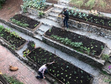 Terraced Vegetable Garden, Sloped Backyard Landscaping, Willow Garden, Hillside Garden, Sloped Backyard, Sloped Garden, Landscape Designer, California Landscape, Veg Garden