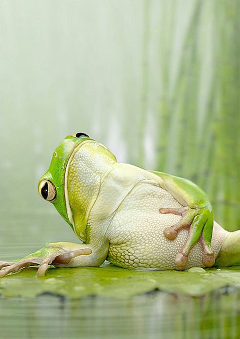 Funny Frogs, A Frog, Reptiles And Amphibians, Cute Frogs, E Card, Funny Animal Pictures, Animal Photo, Funny Animal, Amphibians