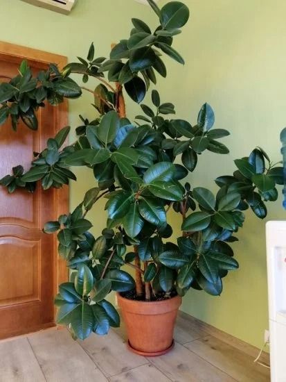 How to Grow a Big and Tall Rubber Tree in the Home | Balcony Garden Web Bushy Plants Indoor, Tall Rubber Plant, Large Rubber Tree, Rubber Plant Tree, Large Rubber Plant, How To Care For Rubber Plant Indoor, Indoor Rubber Tree, Propagate Rubber Tree, Living With Plants