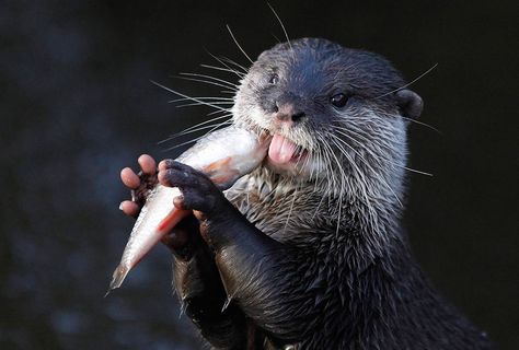 A little Otter eating a fish Significant Otter, Otter Love, Chester Zoo, River Otter, Sea Otter, Pictures Of The Week, Animal Photo, Wild Animals, 귀여운 동물