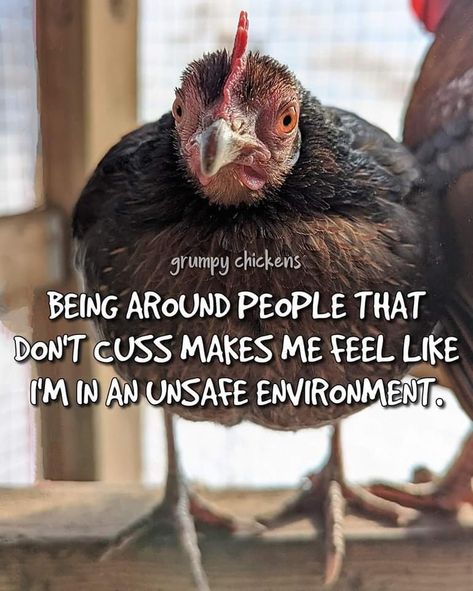 Chicken Meme, Adult Quotes, Funny Chickens, Adulting Quotes, Chicken Humor, A Chicken, Funny Memes, Chicken, Humor