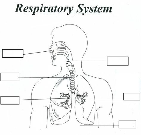 worksheet Respiratory System Drawing Aesthetic, Human Respiratory System Drawing, Respiratory System Drawing Easy, Human Respiratory System Diagram, Respiratory System Drawing, Respiratory System Diagram, Human Ear Diagram, Respiratory System Worksheet, Respiratory System Activities