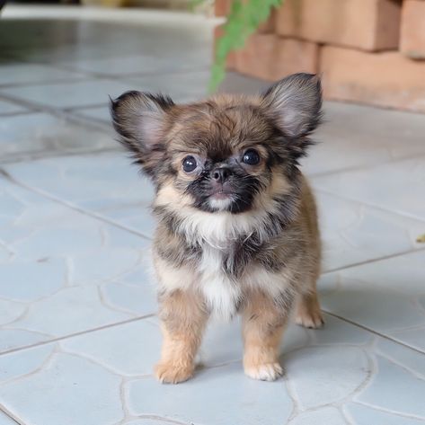 Chihuahua puppy for sale American Mastiff, Teacup Chihuahua For Sale, Pomeranian Chihuahua Mix, Chihuahua For Sale, Merle Chihuahua, Scottish Terrier Puppy, Chihuahua Breeds, Pomeranian Chihuahua, Teacup Chihuahua Puppies