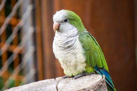 Parakeet Names, Quaker Parrot, Green Parakeet, Parrot Training, Monk Parakeet, Talking Parrots, Animal Guides, Bird Care, Vintage Portraits