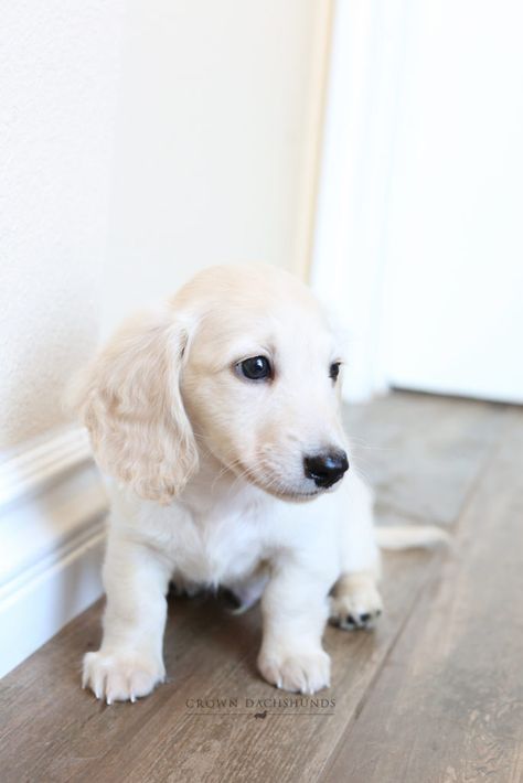 Puppies | Crown Dachshunds White Mini Dachshund, English Golden Dachshund, English Cream Mini Dachshund, Mini Cream Dachshund, Cream Mini Dachshund, Blonde Dachshund, English Cream Dachshund, White Dachshund, Dachshund Colors