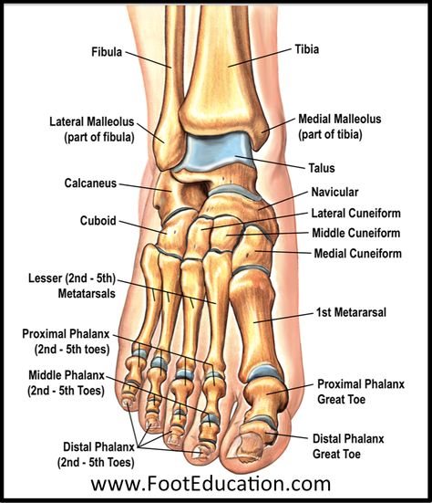 Anatomy of the Foot and Ankle | OrthoPaedia Ankle Bones Anatomy, Podiatry Medical Assistant, Bone Structure Anatomy, Leg Bones Anatomy, Ankle Anatomy, Joints Anatomy, Ankle Ligaments, Human Skeleton Anatomy, Foot Anatomy