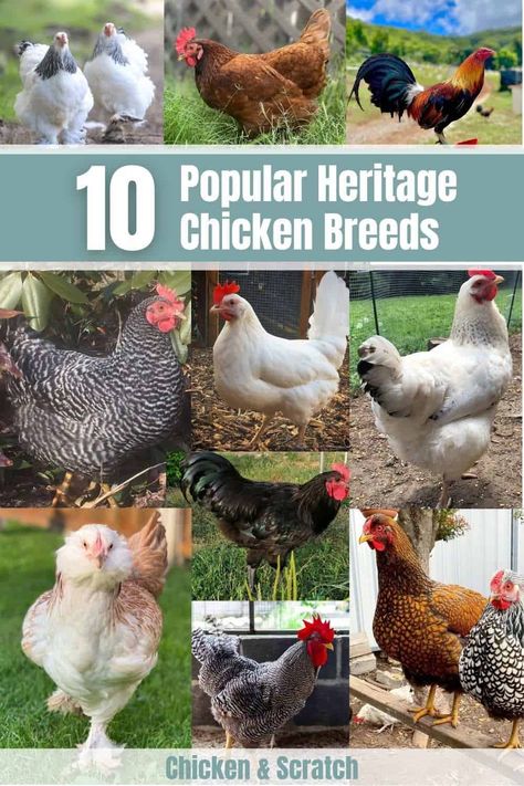 10 Heritage Chicken Breeds For Your Backyard Coop Best Backyard Chicken Breeds, Unique Chicken Breeds, Pretty Chicken Breeds, Types Of Chickens Breeds, Friendly Chicken Breeds, Heritage Breed Chickens, Chicken Types, Chicken Breeds With Pictures, Heritage Breeds Livestock