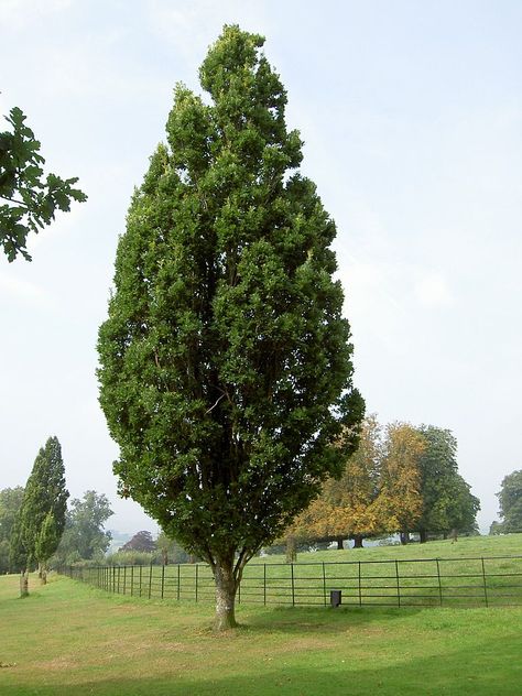 If you think your yard is too small for oak trees, think again. Columnar oak trees offer the magnificent green lobed foliage and ridged bark that other oaks have, without taking up all that space. Learn more about them in this article. English Oak Tree, Tree Growth, Columnar Trees, Nature Elements, Holly Tree, French Country Garden, Specimen Trees, Magic Garden, Kew Gardens