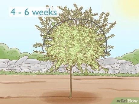 Dappled Willow Tree, Willow Bush, Blossom House, Dappled Willow, Tree Pruning, Small Space Gardening, Yard Work, Willow Tree, Landscape Trees