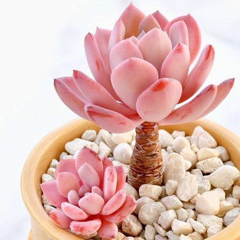 I recently  learned that the media company where my husband works has, I'm not joking,… Kaktus Dan Sukulen, Succulent Garden Diy, Pink Plant, Succulent Gardening, Succulents Indoor, Colorful Plants, Cactus Y Suculentas, Succulent Arrangements, Cactus Garden