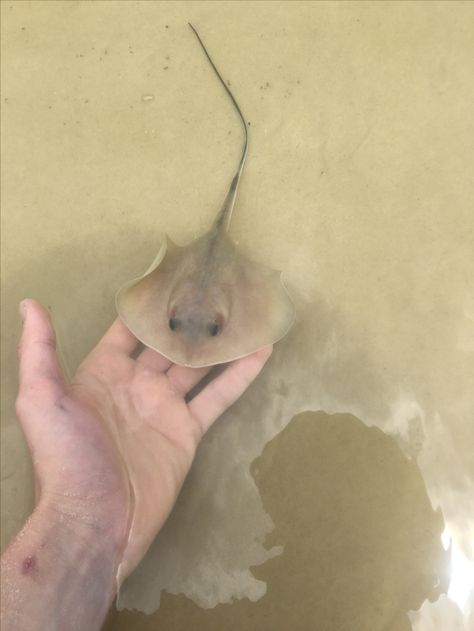 Baby stingray Stingray Aesthetic, Baby Stingray, Sea Pancake, Water Animals, Textiles Projects, Pet Rats, Shark Week, Marine Biology, Ocean Creatures