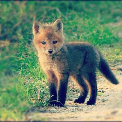 A wee fox cub #wildlife ha ha I did not change the caption on this repost Fuchs Baby, Baby Fox, Cute Fox, Cute Animal Pictures, Cute Creatures, Sweet Animals, Animal Photo, Wild Animals, Cute Little Animals